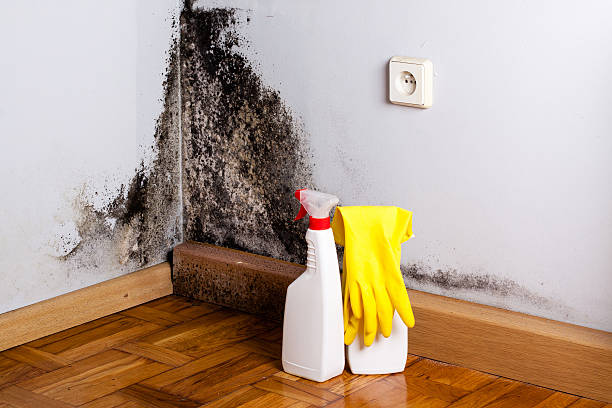 Best Mold Damage Restoration  in Hummelstown, PA